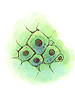 Single Cell