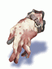 Mitten de Executioner