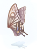 Giant Butterfly Asa