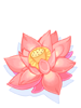 Lotus Flor