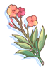 Poison Erva Nerium