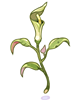 Poison Erva Seratum